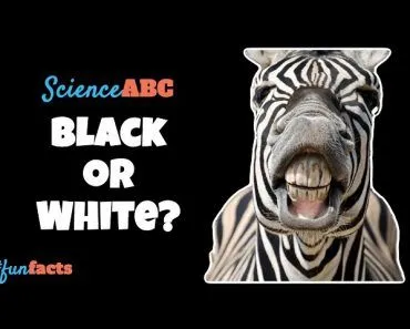 Are Zebras Black with White Stripes or White with Black Stripes?