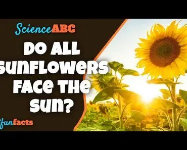 How Do Sunflowers Face The Sun?