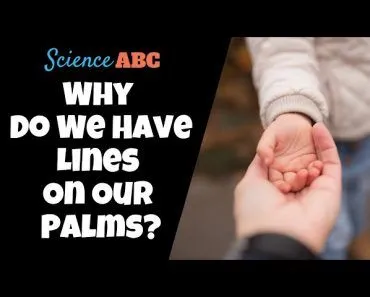 Why Do We Have Lines On Our Palms?