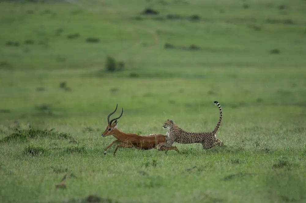 What Is An Evolutionary Arms Race?