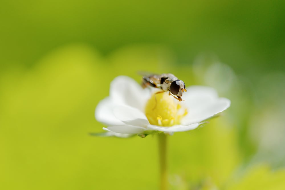 A,Hoverfly,Nectaring,At,Strawberry,Flowers.