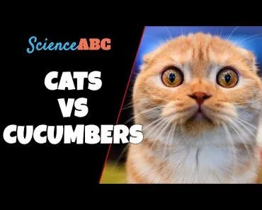 Cats Vs. Cucumbers: Why Are Cats Scared Of Cucumbers?