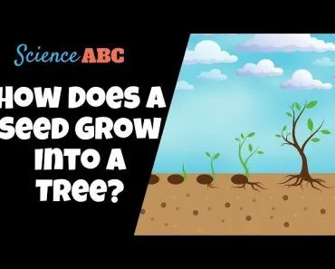 Germination: How Does A Seed Become A Plant?