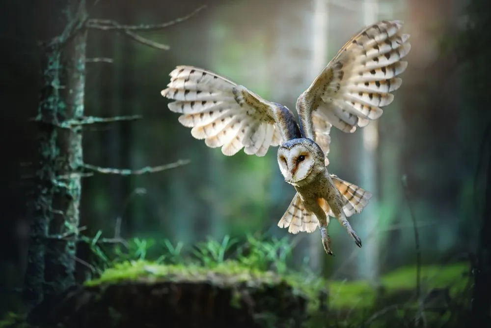 Why Do Owls Have Long Legs?
