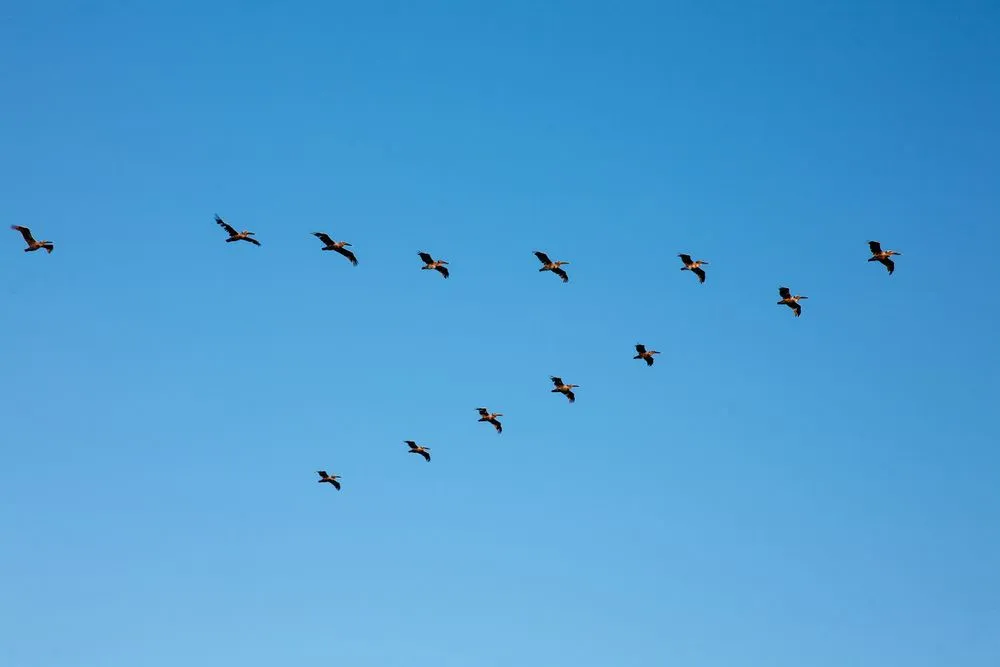 Bird,Formation,(horizontal)