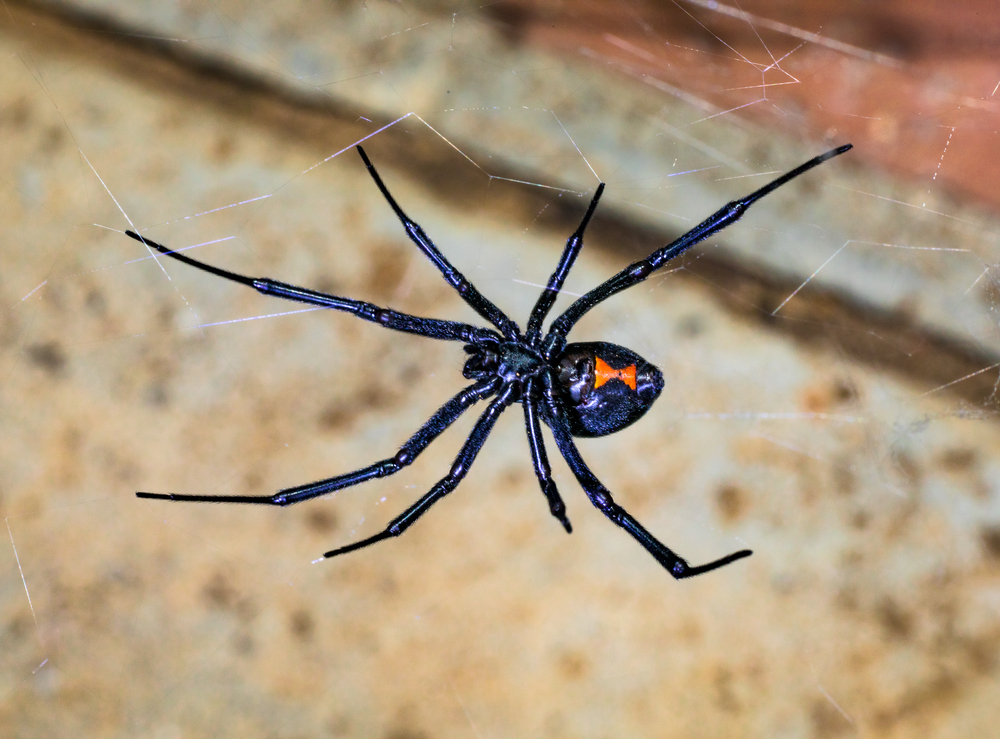 Black,Widow,Spider,Waiting,For,Her,Prey