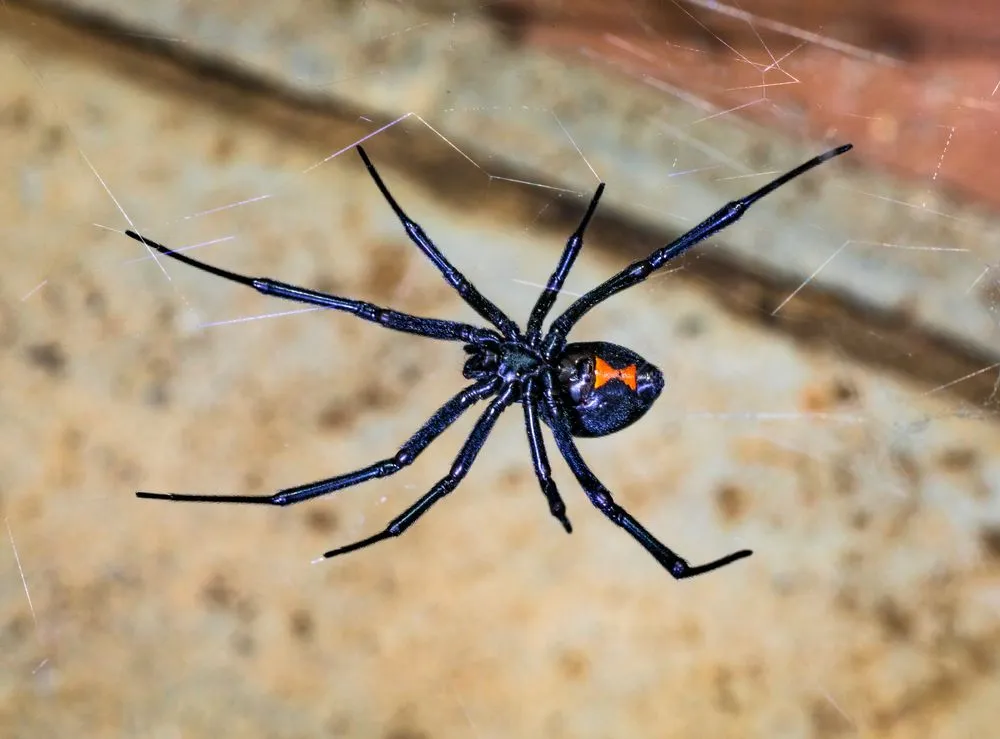 Black,Widow,Spider,Waiting,For,Her,Prey