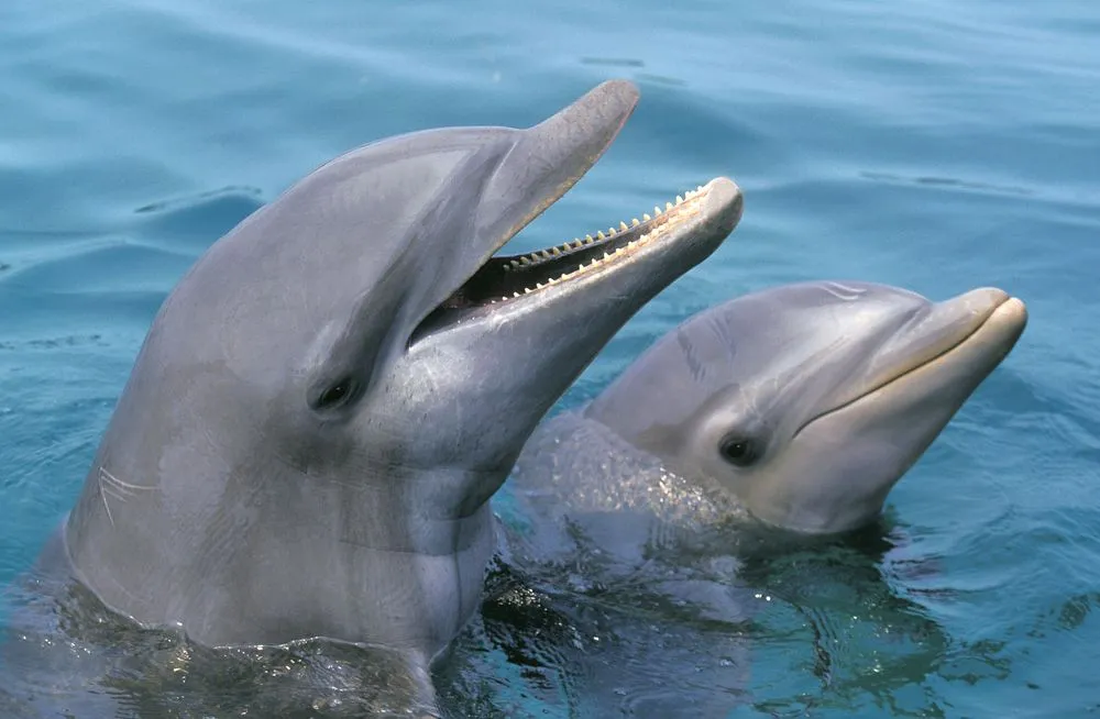 Bottlenose,Dolphin,,Tursiops,Truncatus,,Heads,At,Surface