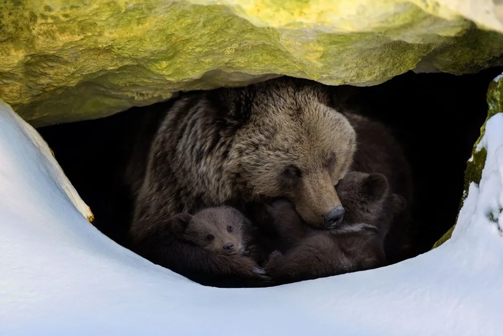 Brown,Bear,(ursus,Arctos),With,Two,Cubs,Looks,Out,Of