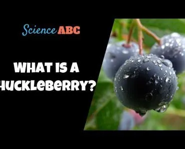 What Is Huckleberry? How Is It Different From Blueberry?