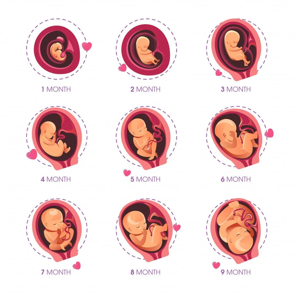 Embryo month stage growth pregnancy fetal development