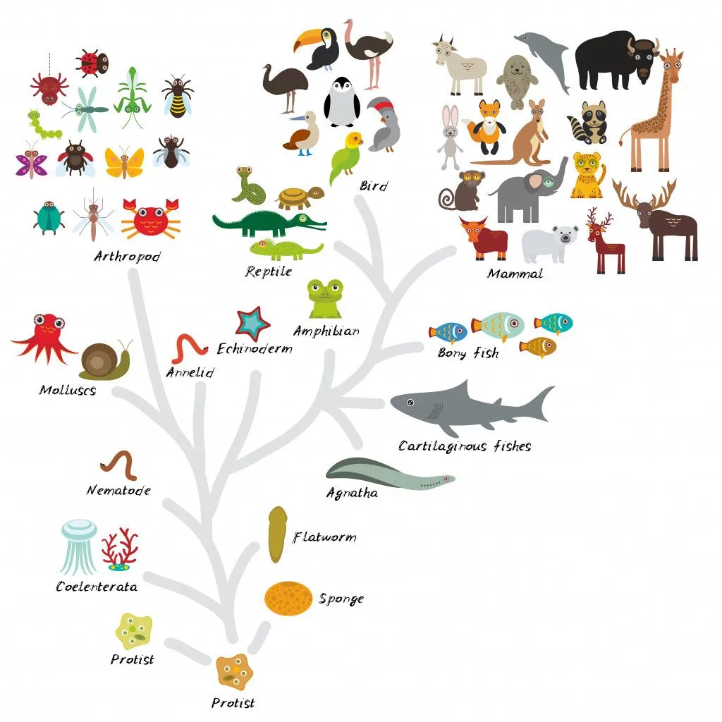 Evolution in biology, scheme evolution of animals
