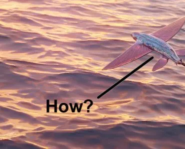 flying fish during sunset (3d rendering)