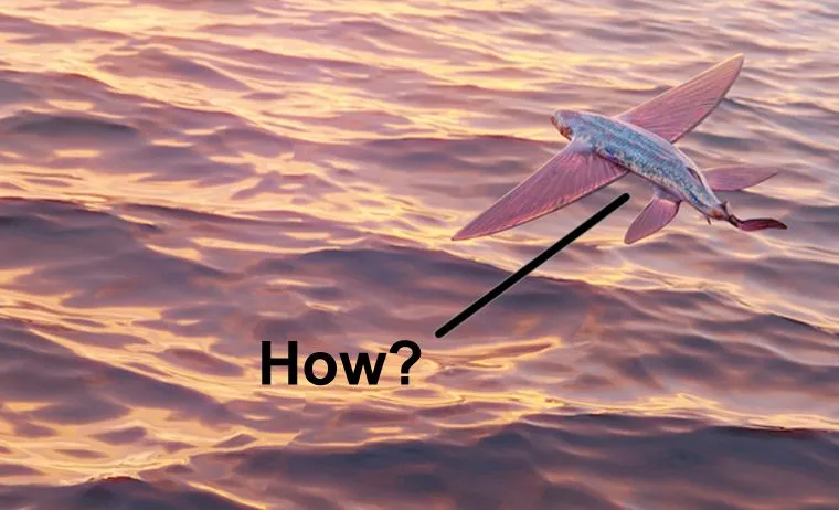 How Do Flying Fish Manage To Fly?