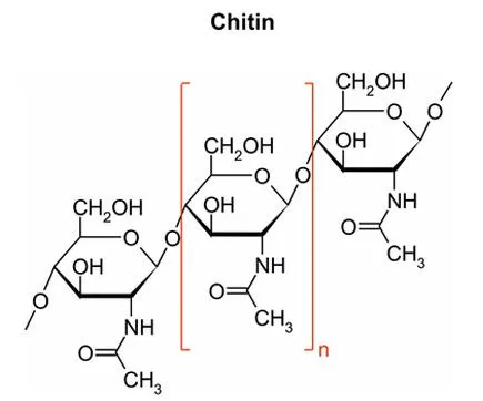 Fungi Strukturformeln Chitin Ergosterol
