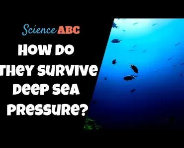 How Do Deep Sea Fish Survive the Extreme Pressure?