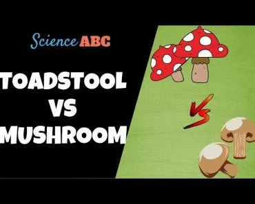Toadstools vs Mushrooms: Are They Different?