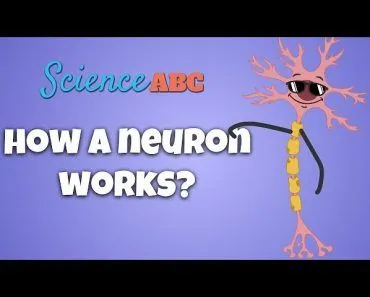 How Do Neurons Work?