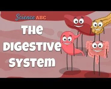 Digestive System: Ingestion to Egestion Explained in Simple Words
