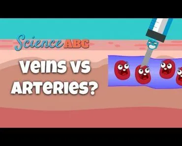Why Is Blood Drawn From Veins And Not From Arteries?