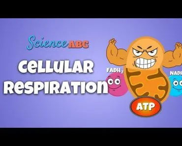 Cellular Respiration: How Do Cell Get Energy?