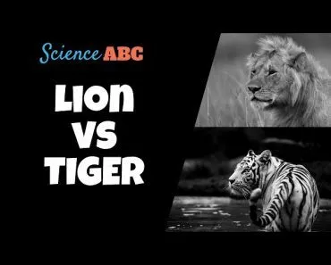 Lion vs Tiger: Which Would Win In A Fight?