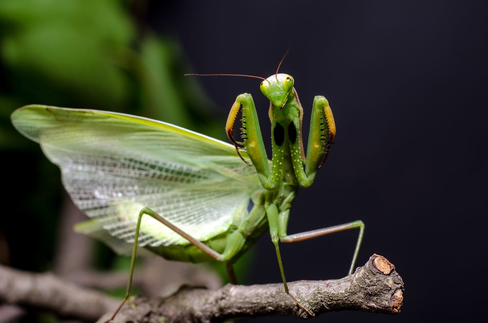 Mantis,In,Defensive,Stance