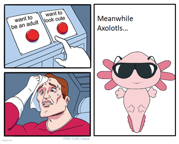 Meanwhie Axolotls
