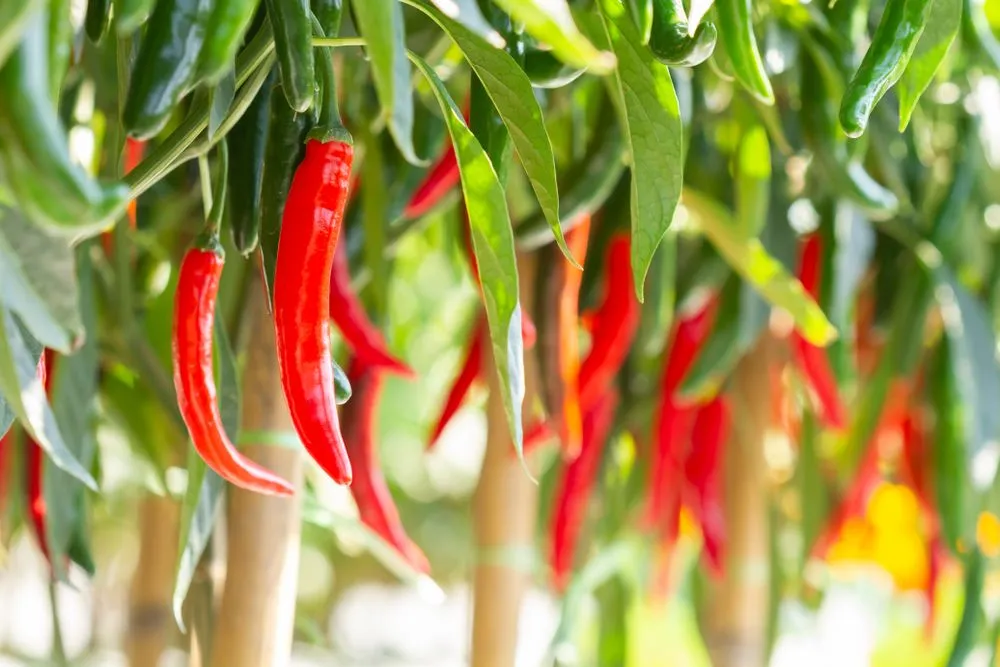 Why Did Chili Plants Evolve To Grow Spicy Fruits?