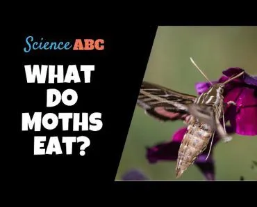 What Do Moths Eat?