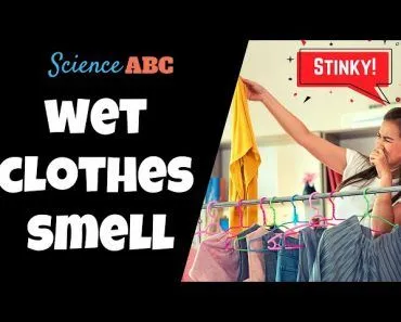 Why Do Damp Clothes Often Smell?