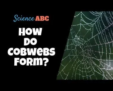 What Are Cobwebs? Where Do They Come From?