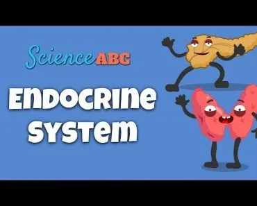 The Endocrine System: How Hormones Work?