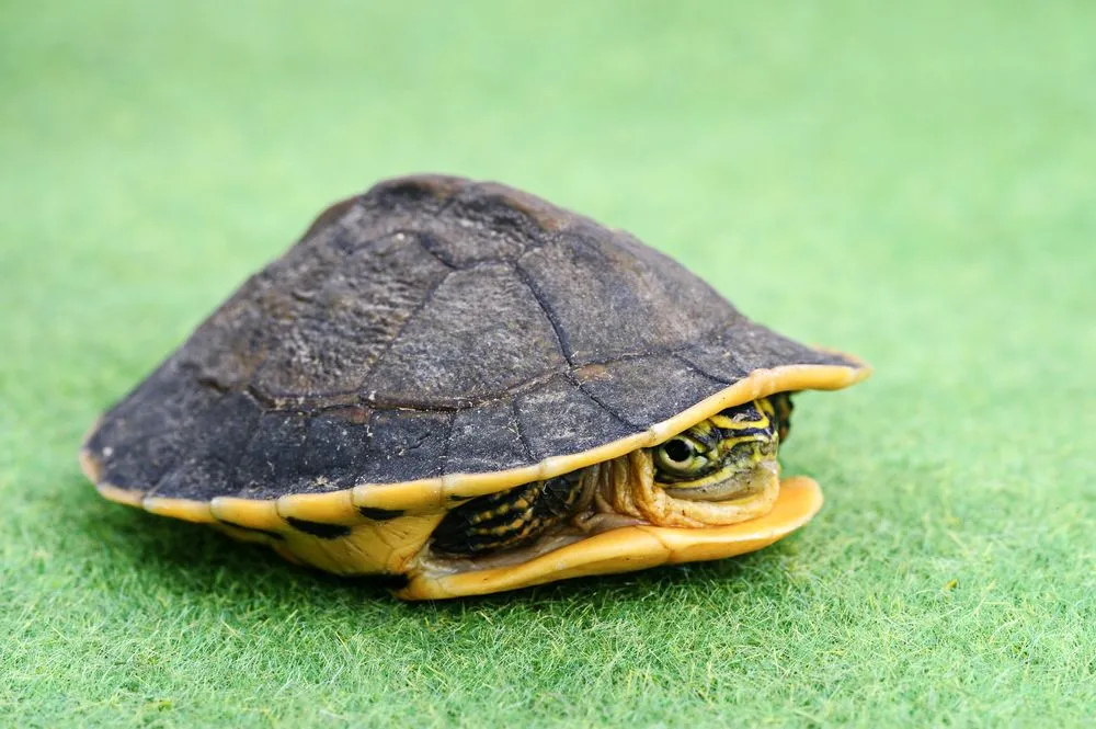 Can A Turtle Live Without Its Shell?