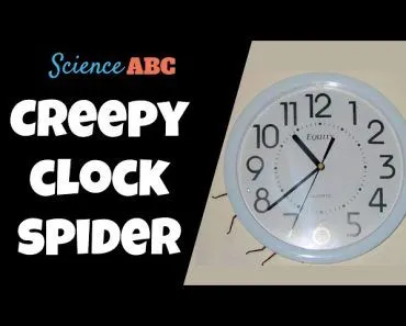 Clock Spider: What Is The The Legend Surrounding This Giant Spider Species?