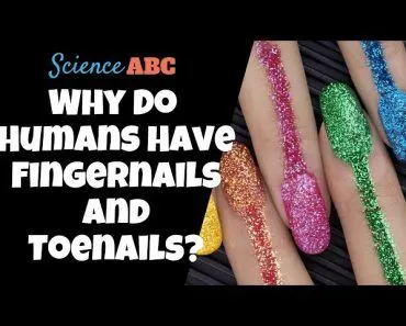 Why Do Humans Have Fingernails And Toenails?