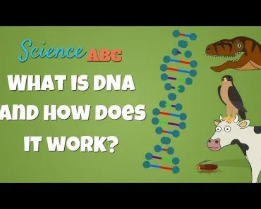 What is DNA and How Does it Work?