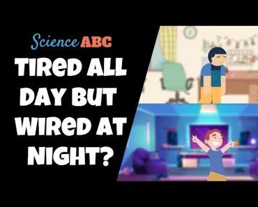 Why Do You Sometimes Feel Energetic At Night But Lazy During The Day?