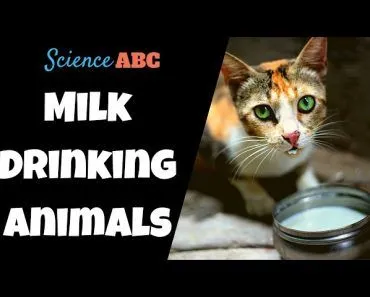 Are Humans The Only Species To Drink Milk Of Other Species?