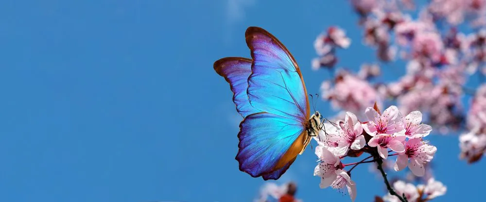 Are Butterflies Harmful To Plants?