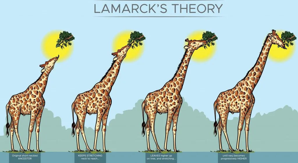 evolution of giraffe's neck by Lamarck's theory