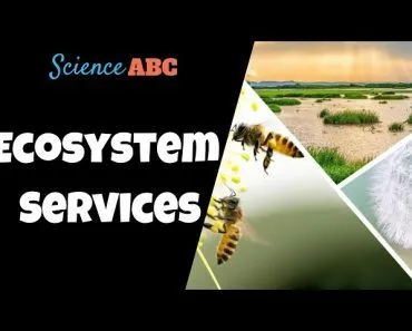 What Are Ecosystem Services?