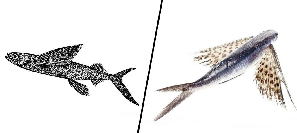 flying fish