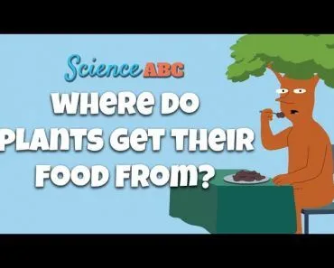 Photosynthesis: The Biochemistry Behind How Plants Make Their Food
