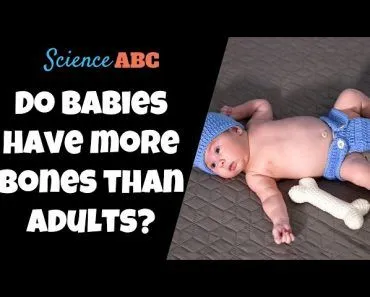 Why Do Babies Have More Bones Than Adults?