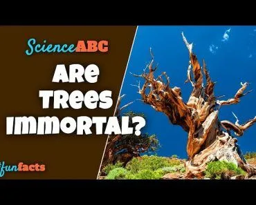 Methusaleh: The oldest tree in the world | What's the mystery of trees' immortality?