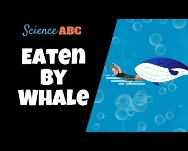 Can A Whale Swallow You Whole?