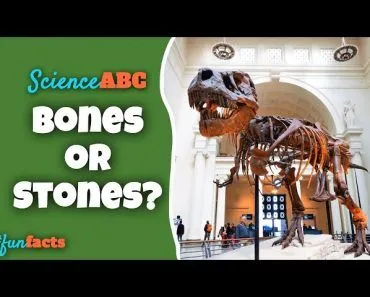 Do bones decompose? How long does it take for bones to decompose?