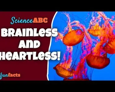 How to live without a heart or a brain - Lessons from a Jellyfish