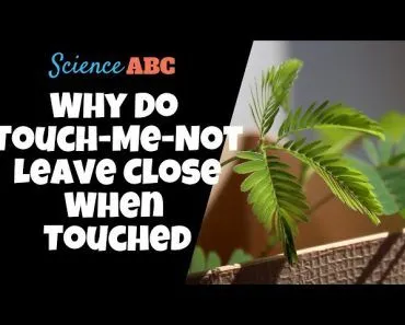 Why Do Touch-Me-Not (Mimosa Pudica) Leaves Close When Touched?